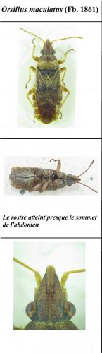 Réf. 204 413 : Orsillus maculatus